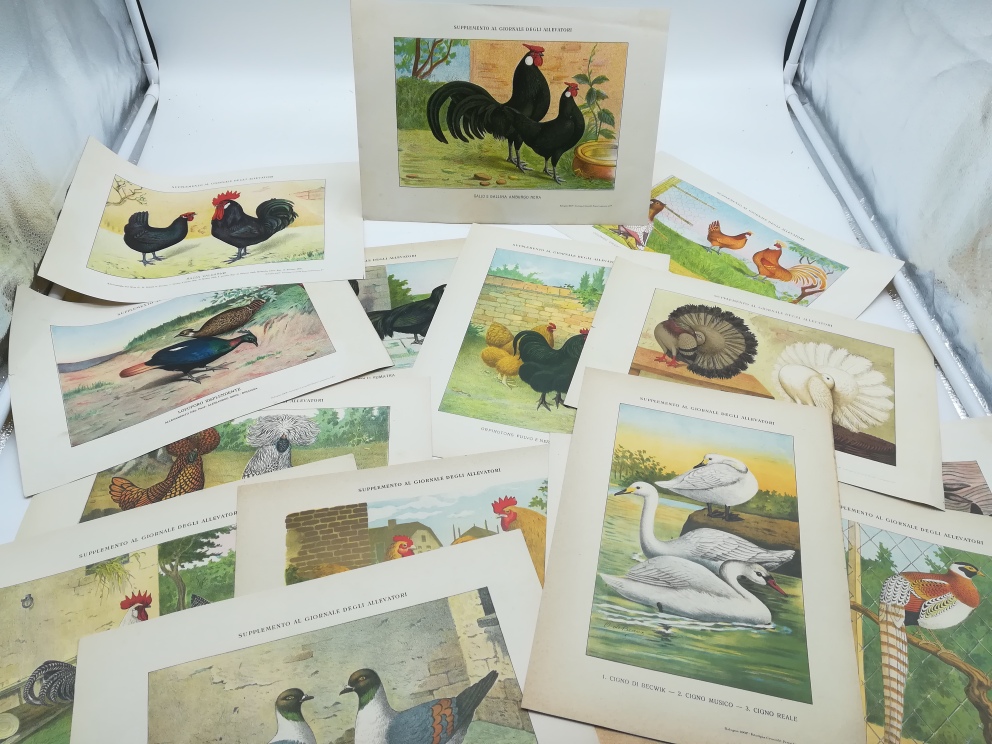 15 tavole illustrate in cromolitografia raffiguranti polli, galli, colombi, fagiani. Supplemento al Giornale degli allevatori